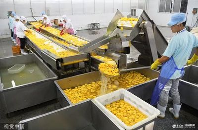 实拍枣庄罐头加工车间 水果“变脸”走出国门